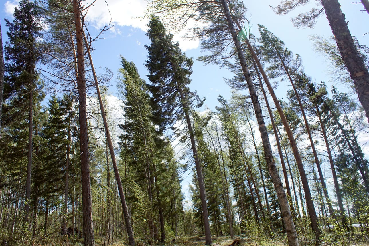 Lounaistuuli puhalsi helatorstaina kovaa. Sen voimasta kaatuneet puut aiheuttivat pieniä paikallisia vahinkoja.