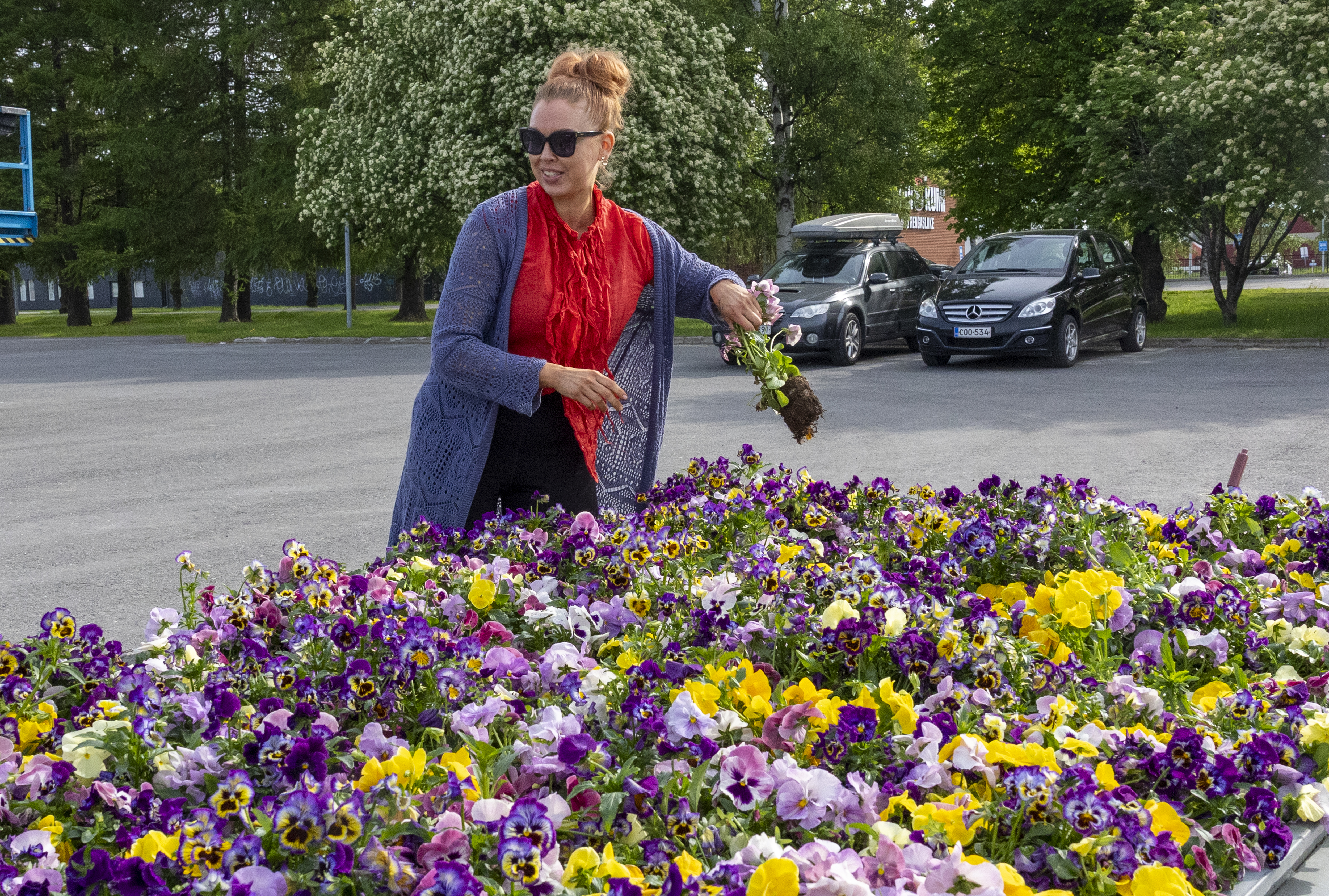 Oulu jakoi lähes 3 000 orvokkia –  tieto ilmaisista kukista ei tavoittanut heti kaupunkilaisia