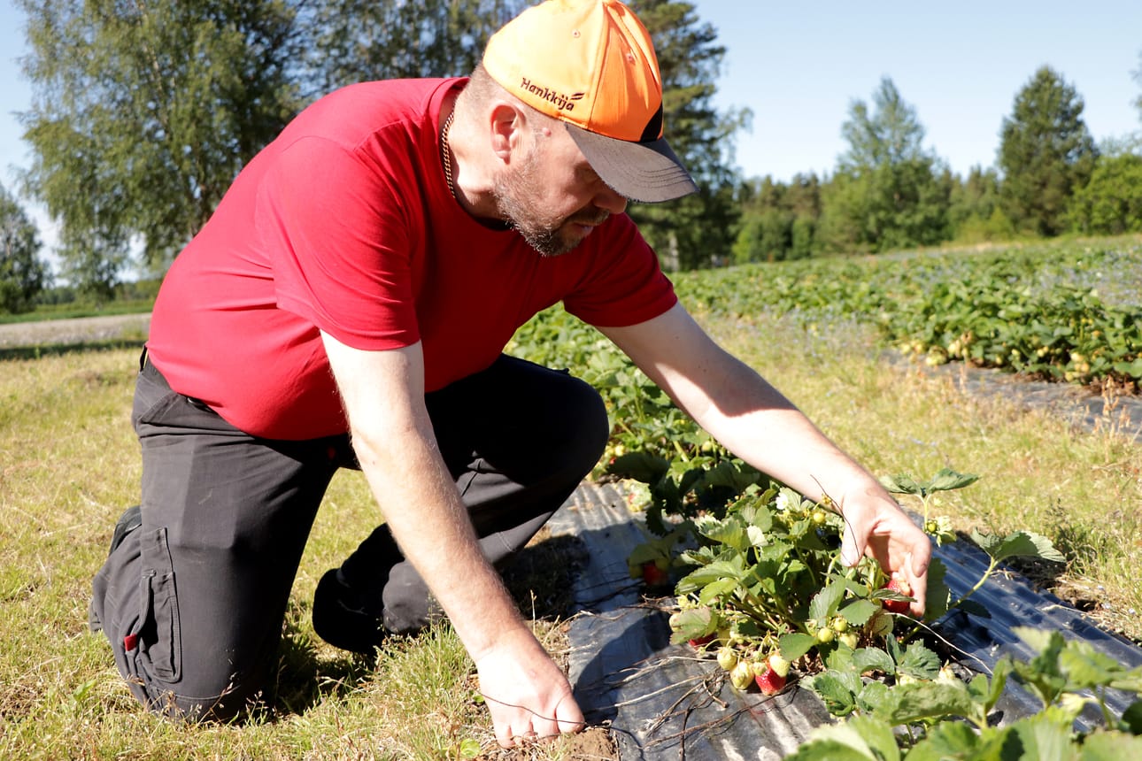 Kari Tuominen kurkkii, joko puskasta löytyy maisteltavaa. Onhan niitä punaposkia jo.