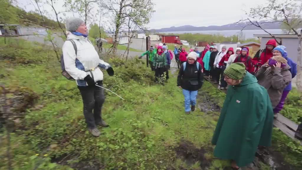 Saanatunturin arktista kukkaloistoa luonnonkukkien päivänä