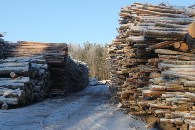 Puukauppa on vilkastunut muun muassa Äänekosken biotuotetehtaan käynnistyttyä. Metsänomistajien mukaan se ei ole kuitenkaan näkynyt kuitupuun hinnassa. KUVA: ARTO TAKALAMPI