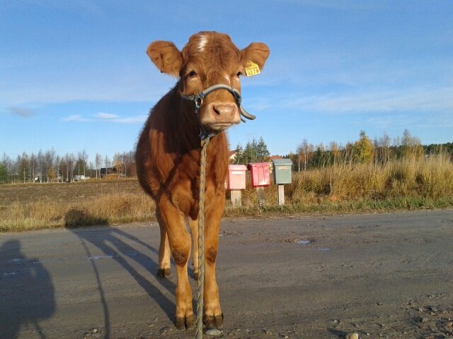 Lulu aamuisella postinhakureissulla.