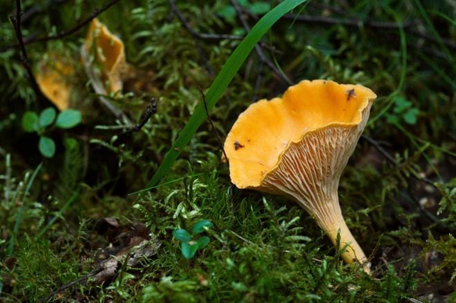 Kantarelli tuo manna-kaurapuuroon mukavasti metsäistä makua. Kuva: Harri Kuittinen
