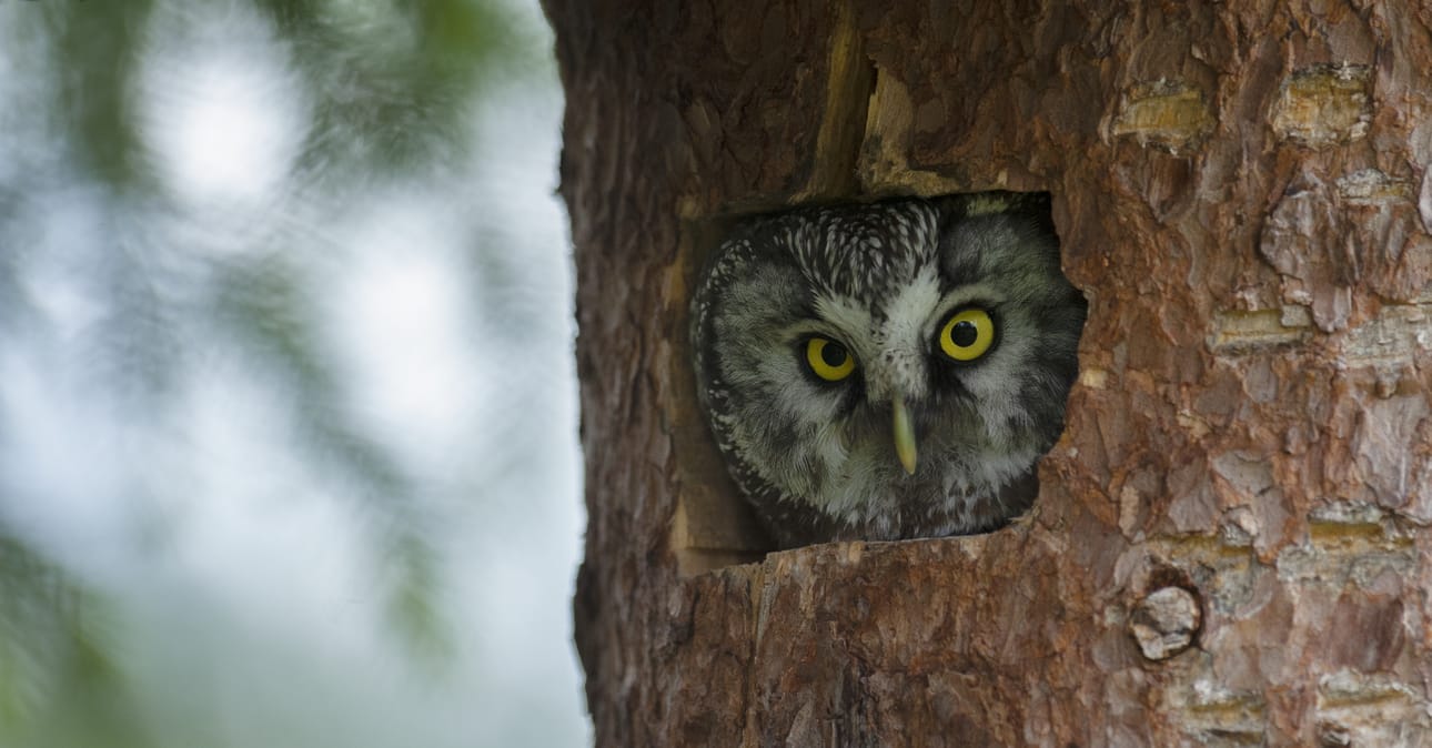 Helmipöllö on Suomen metsien yleisin pöllölaji. Se varaa asunnokseen luonnonkolon tai telkän pöntön kun ravintoa, eli metsämyyriä, on riittävästi tarjolla.
