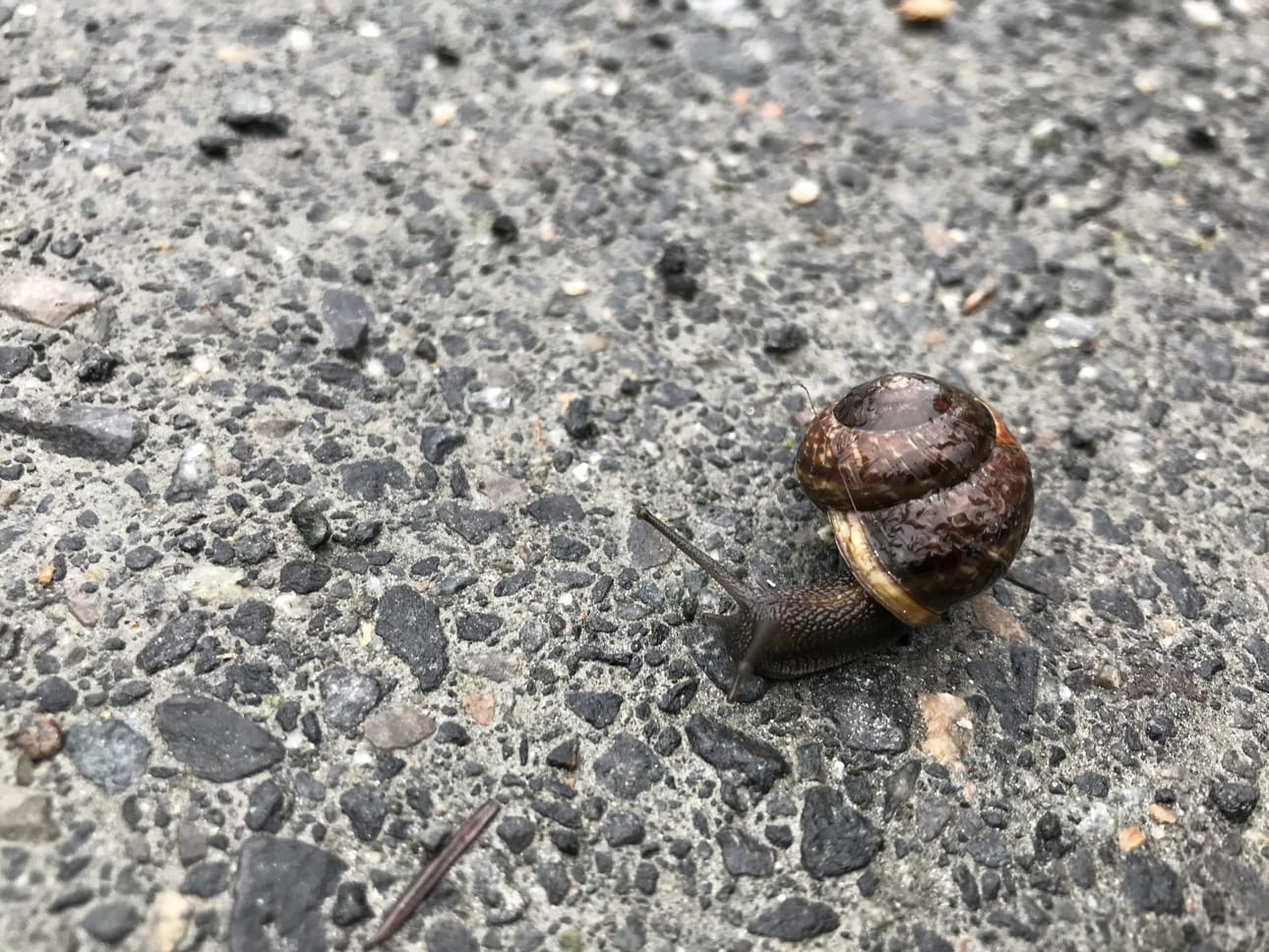 Tämä lehtokotilo havaittiin Tolpanniemessä Torankijärveä kiertävällä kuntoradalla.