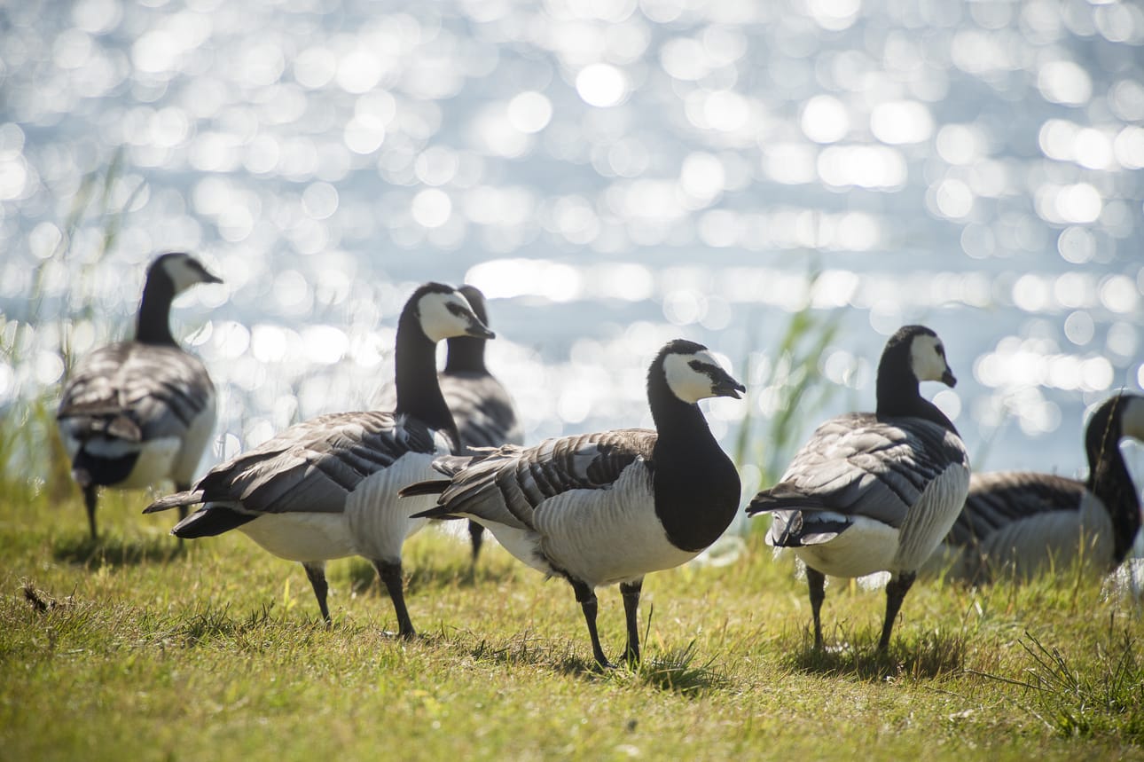 BirdLife Suomen Teemu Lehtiniemi pelkää, että jos valkoposkihanhesta tulisi EU:ssa vapaata riistaa, se voisi ajaa lajin sukupuuton partaalle, kuten kävi 1970-luvulla.