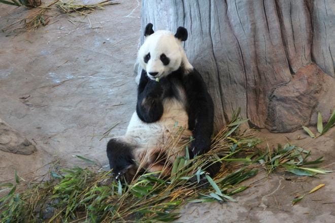 Kiinan arvossa pitämät pandat lähtevät Ähtäristä kotimaahansa hyvissä voimissa. Arkistokuva.