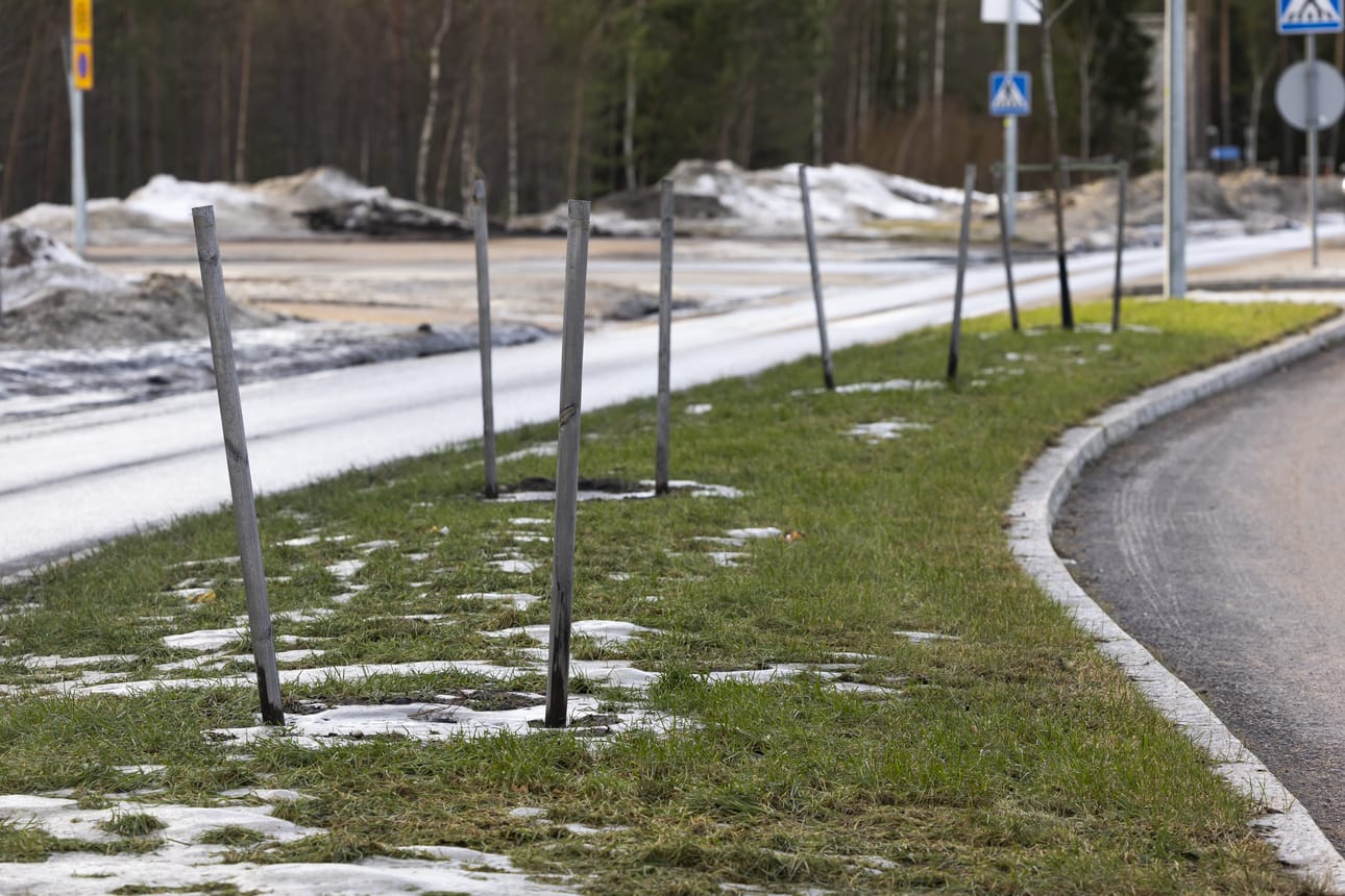 Hiukkavaarankadulla kauppojen edustalla on pätkä, jossa iso osa istutetuista nuorista puista on kuollut. Kuolleet puut on jo poistettu, mutta tukikepit ovat vielä jäljellä.
