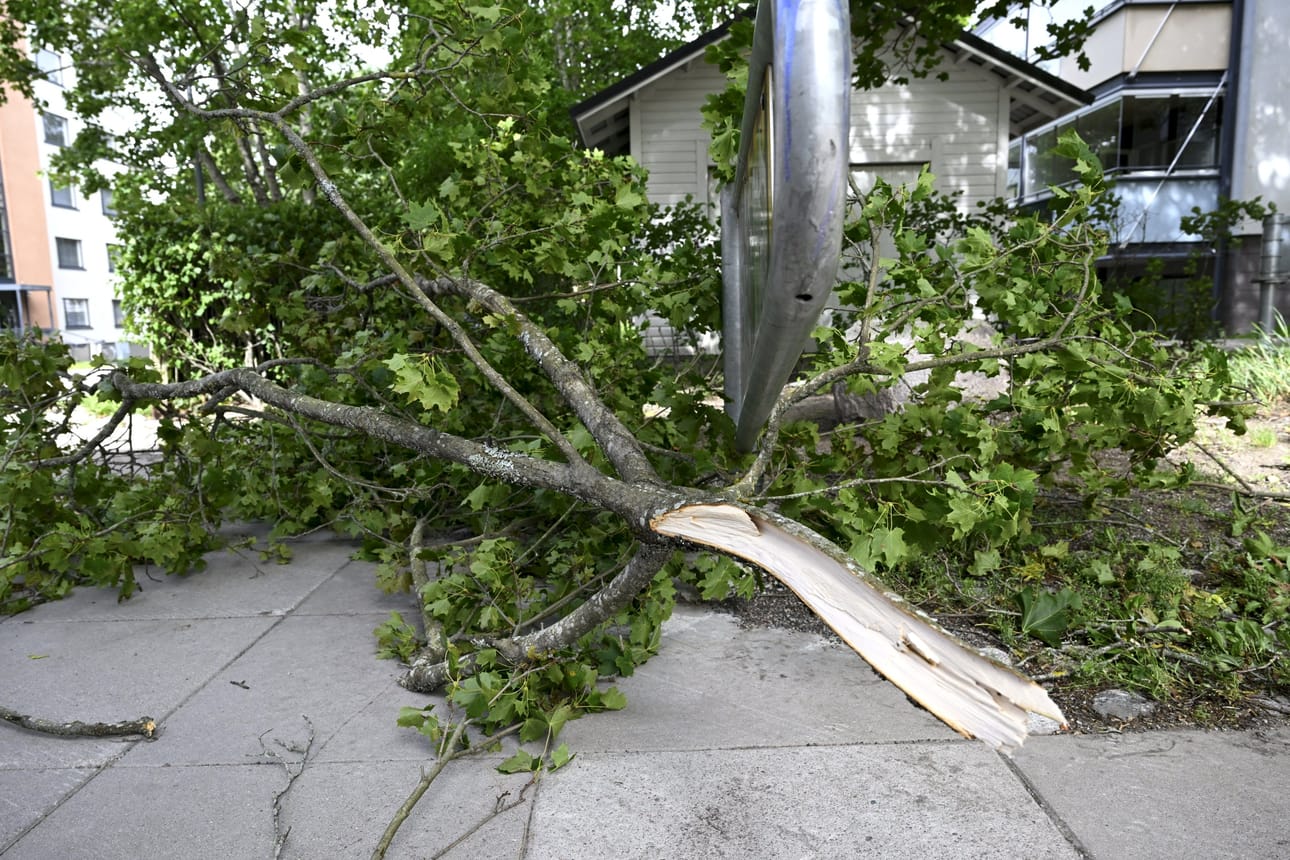 Myrskyn katkaisema puunoksa Espoossa tiistaina. LEHTIKUVA / HEIKKI SAUKKOMAA