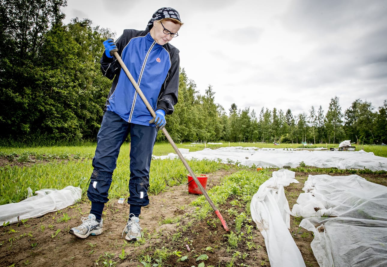 Anne Juustovaara viljelee palstallaan Hietasaaressa muun muassa perunaa, sipulia ja kukkia. Hallaan hän ei ole varautunut, sillä ei ole seurannut säätä niin tarkasti. Juustovaara aikoo kuitenkin pitää harsoja kasvuston yllä ja toivoa, että läheinen meri lämmittäisi ilmaa, eikä hallaa tulisi.