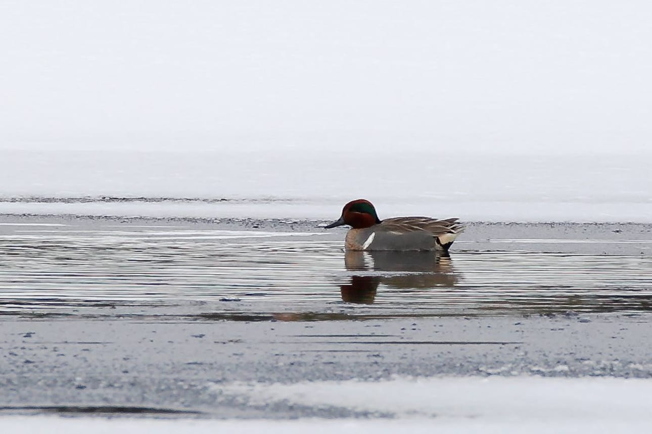 Amerikantavi (Anas carolinensis) eroaa tavista (Anas crecca) valkean pystysuoran viirun perusteella. Tavin viiru on vaakasuorassa. Amerikantavia sanotaankin harrastajien kesken tolppataviksi. Linnut myös risteytyvät keskenään.
