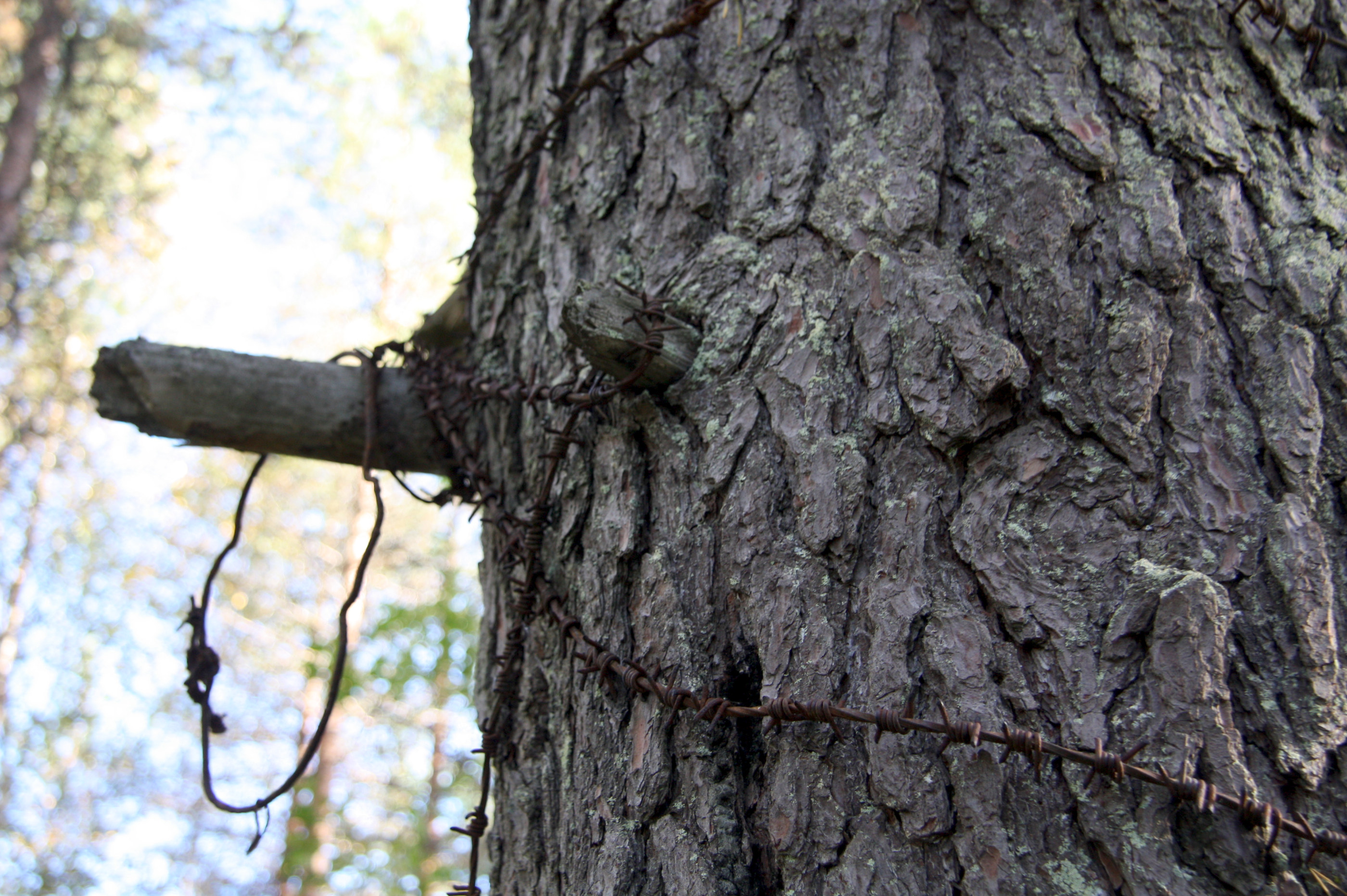 Metsäkylän koulun pihalla oleva petäjä on kahden venäkläisen sotavangin hirttopaikka.