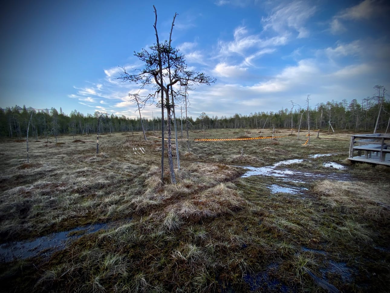Sunnuntaina ei. Mitä suolle on oikein tapahtunut? Tottorakan lähellä olevalla suolle oli jäänyt huomionauhaa ja painaumia.