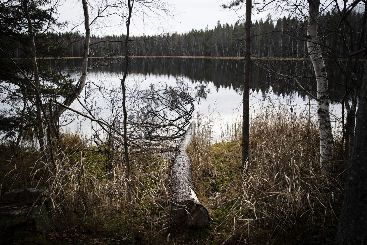 Metsäelinympäristöjen muutokset ovat vaikuttaneet eniten lajien uhanalaistumiseen. Arkistokuva.