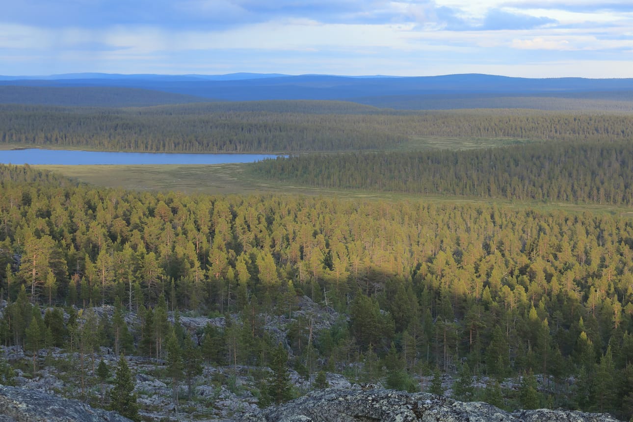 Luontaistalousalueiksi määritellyt metsät ovat isoilta osin niin sanottuja kitumaan metsiä, jotka kasvavat hitaasti, mutta noin viidesosa on hienoa, kasvullista metsämaata. Kuva on Angelin ja Vaskon luontaistalousalueelta.
