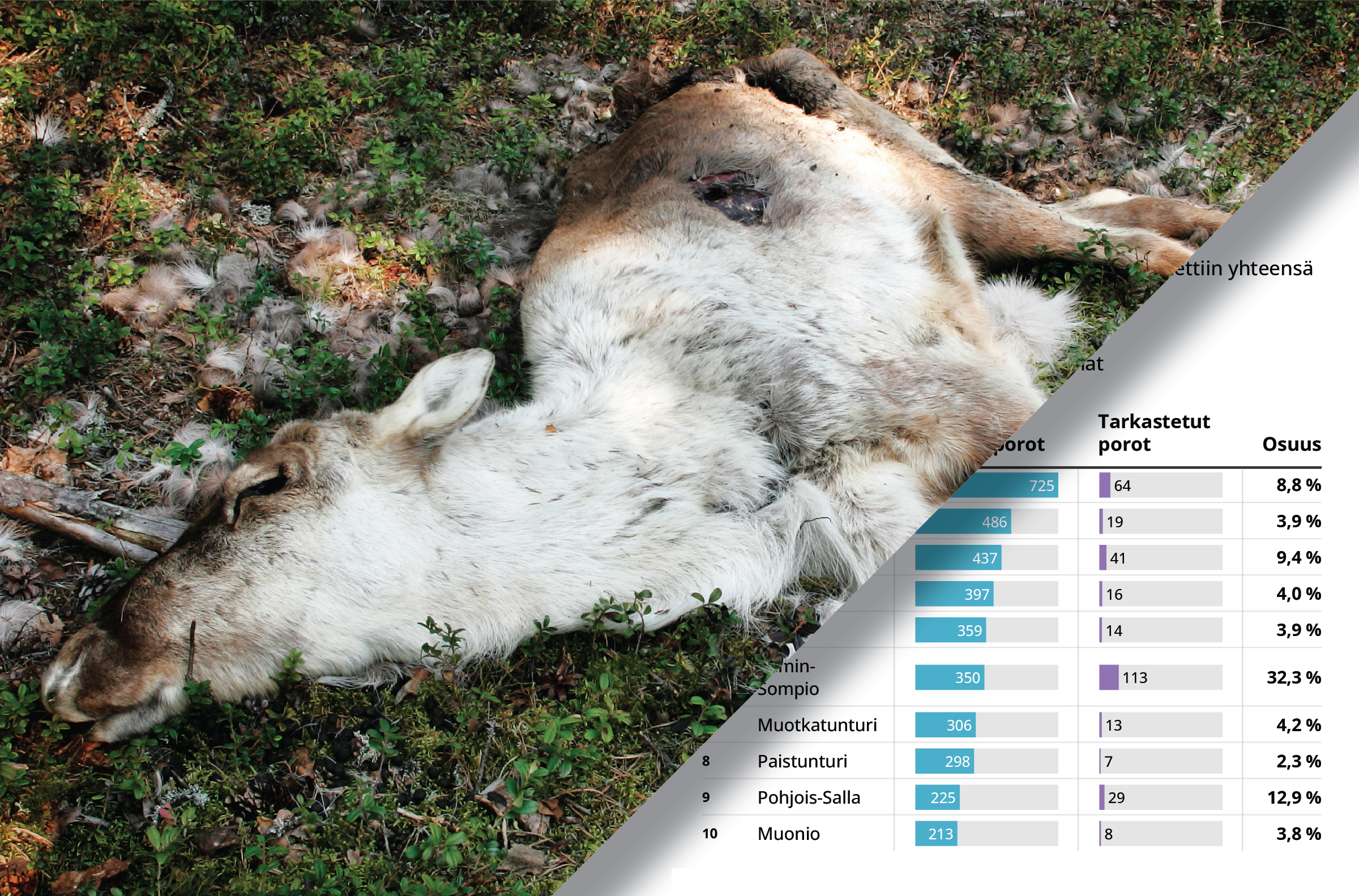 Petovahinkoja tarkastetaan eniten Itä-Lapissa – monissa muissa kunnissa vain muutama raato sadasta