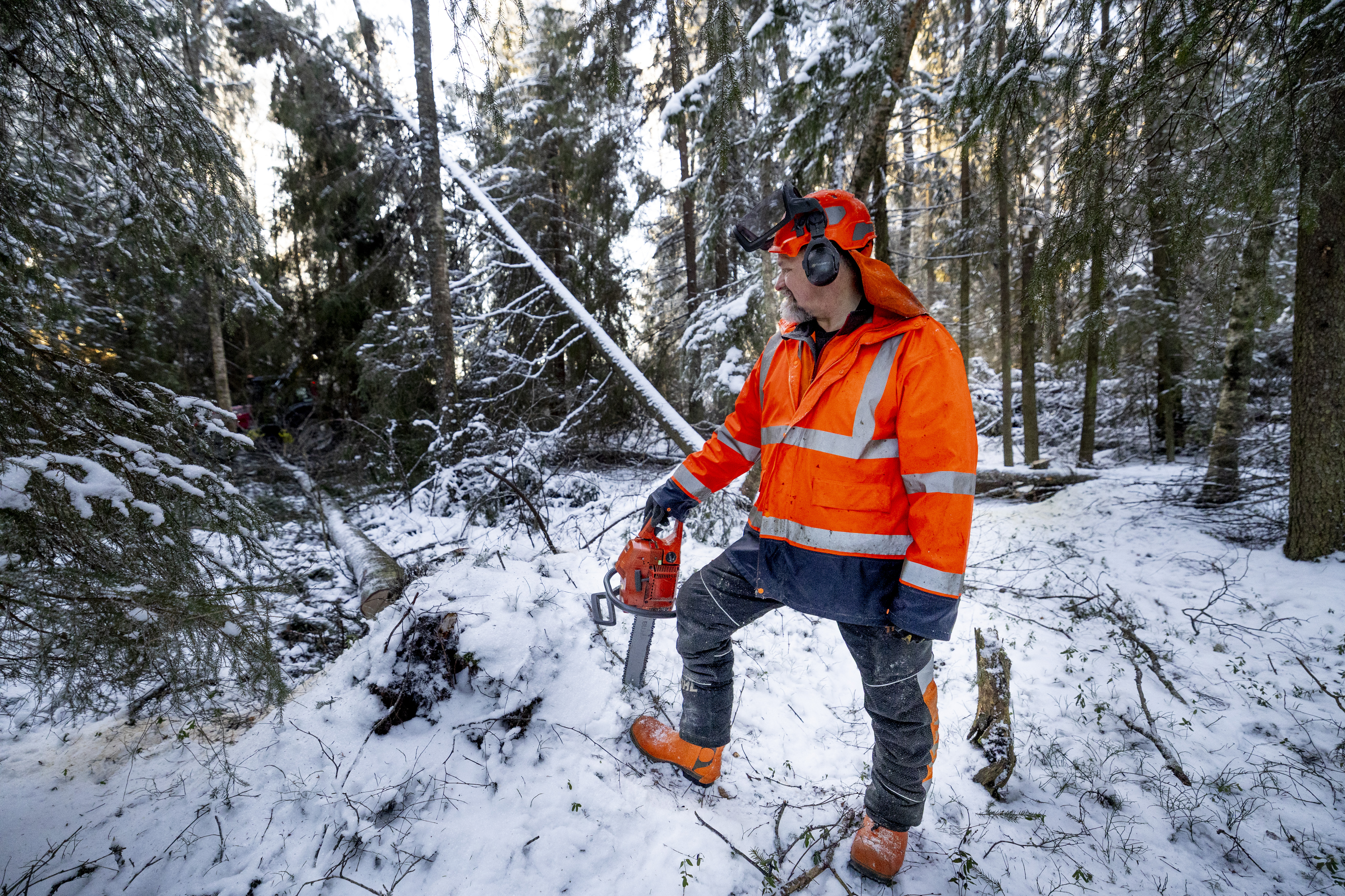 Metsissä piilee myrskyn jäljiltä vaaranpaikkoja – "Joku on menehtynytkin"