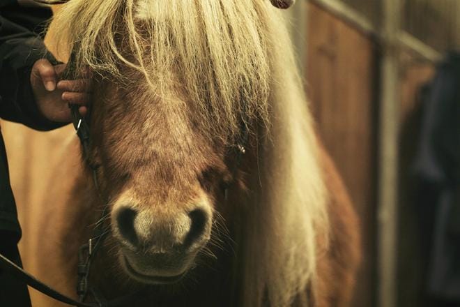 Vili-poni viettää joulun Hubertuksen tallissa. Kuva: Aleksi Mäkinen