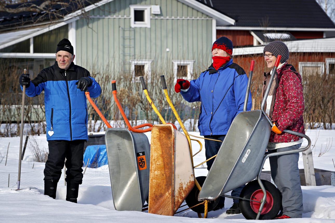 Palstaviljely kuuluu erottamattomaksi osaksi Väinö Ojajärven (vas.), Pirkko Yli-Kiikan ja Leena Rajalan kesää. Ojajärvi on vuokrannut samaa palstaa Seinäjoen Kepon alueella jo yli 20 vuoden ajan.