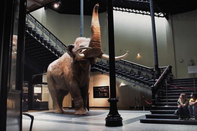 Luonnontieteellisissä museoissa on näytillä eläimiä, joita suuri osa ihmisistä ei näe koskaan luonnossa. KUVA: Yle Kuvapalvelu