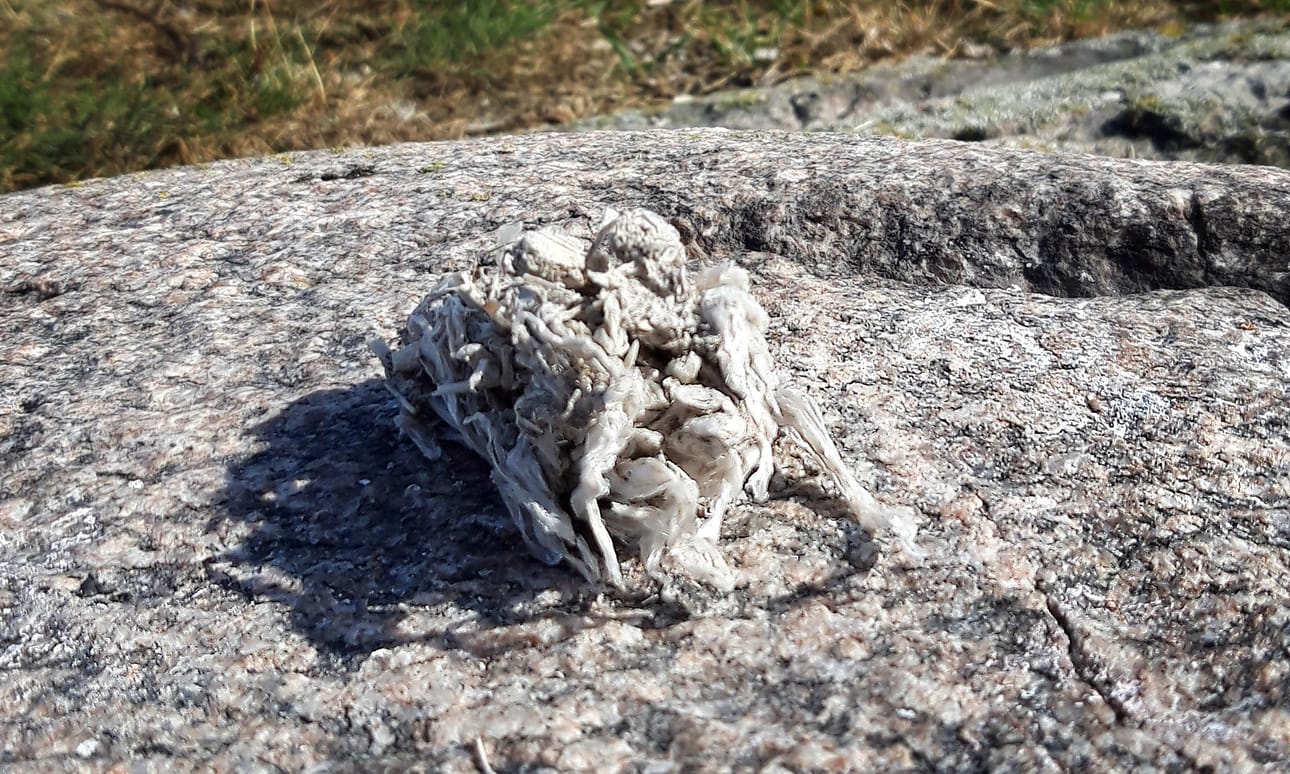 Muovinarua ja muita muovinpaloja oksennuspallossa, jonka on jättänyt todennäköisesti harmaalokki.