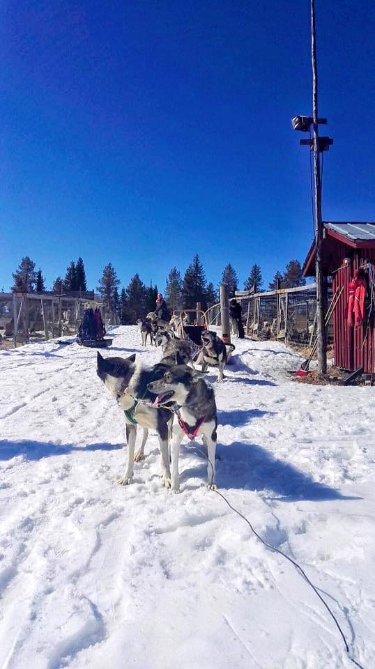 Ennätys pitkä huskysafari kausi! Oheisen kuvan otti opas Kari Lainevaara 16.5.2017 Erä-Sudella Rukajärvellä.