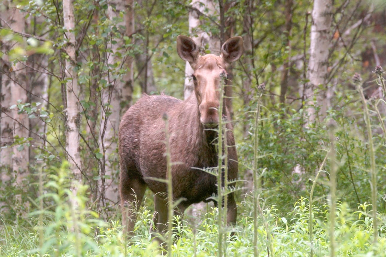 Hirviluvat ovat nyt selvillä.