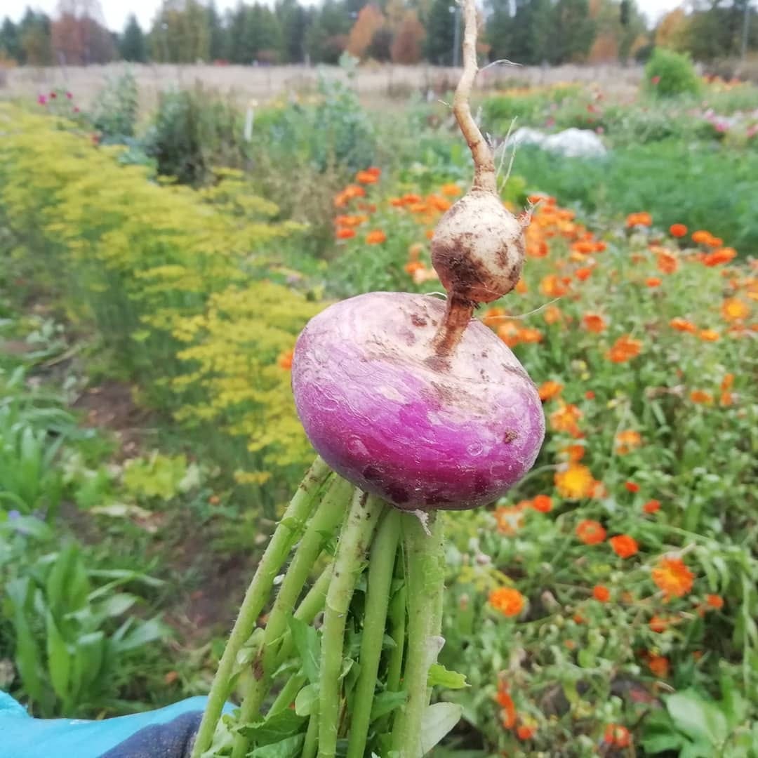 Tuplanauris Pappilan pellolta. Onko syynä lämmin kesä? Pappilan pellolta nauriita nostaessa löytyi tuplanauris. Onko syynä lämmin kesä vai mikä, kun juureen oli aloittanut uuden nauriin kasvun. Muuten nauris on terve, ei matoja eikä muutakaan