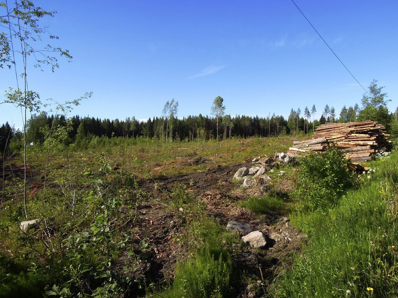 Venäläistä puuta korvataan ensisijaisesti kotimaisella puulla. LEHTIKUVA / Ritva Siltalahti