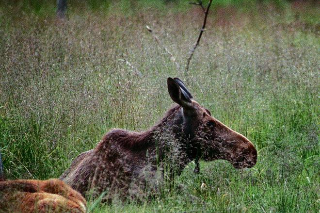 Hirvi jäi ojaan jumiin Karijoella