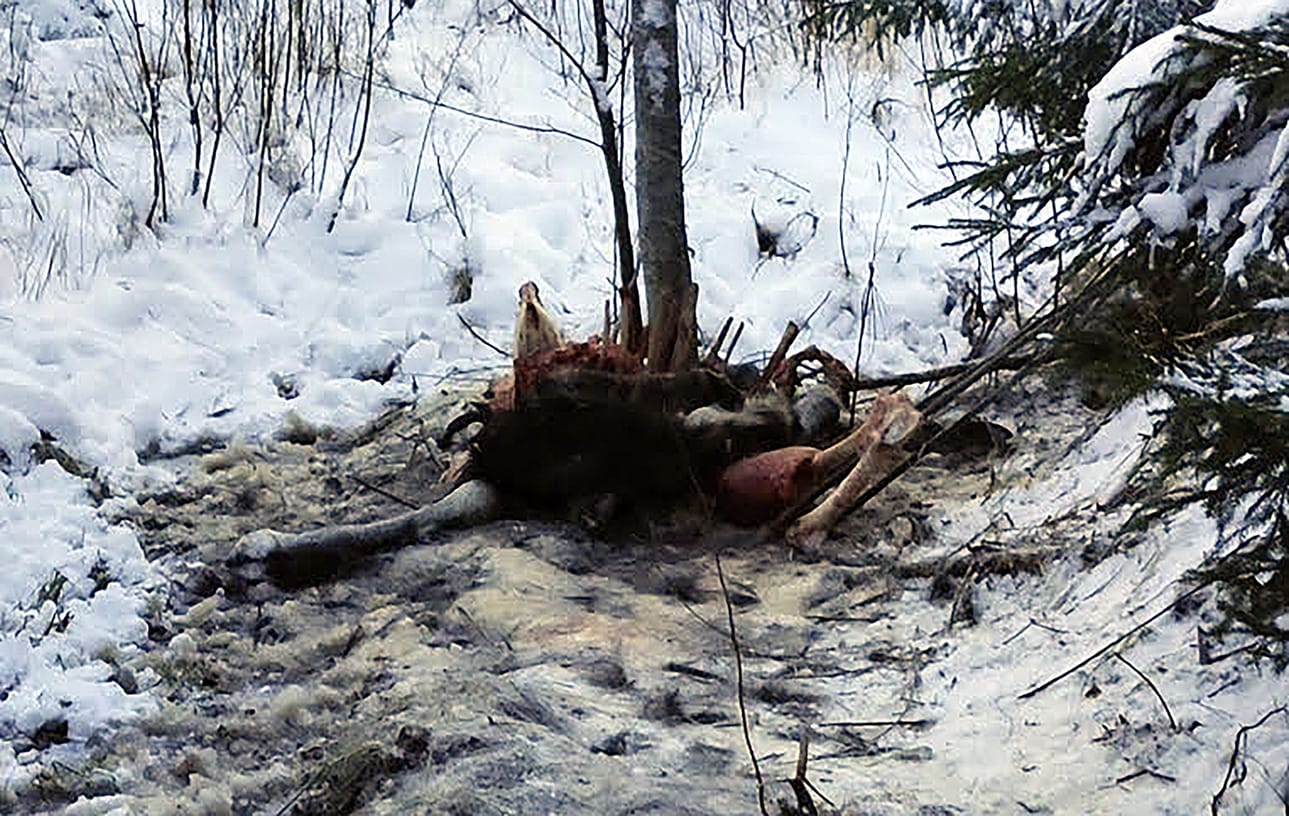 Hirvestä oli jäänyt susien aterioinnin jälkeen jäljelle luuranko ja nahkaa.