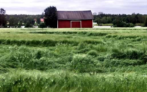 Kittilässä tuikattiin tänään tuleen vanha lato.