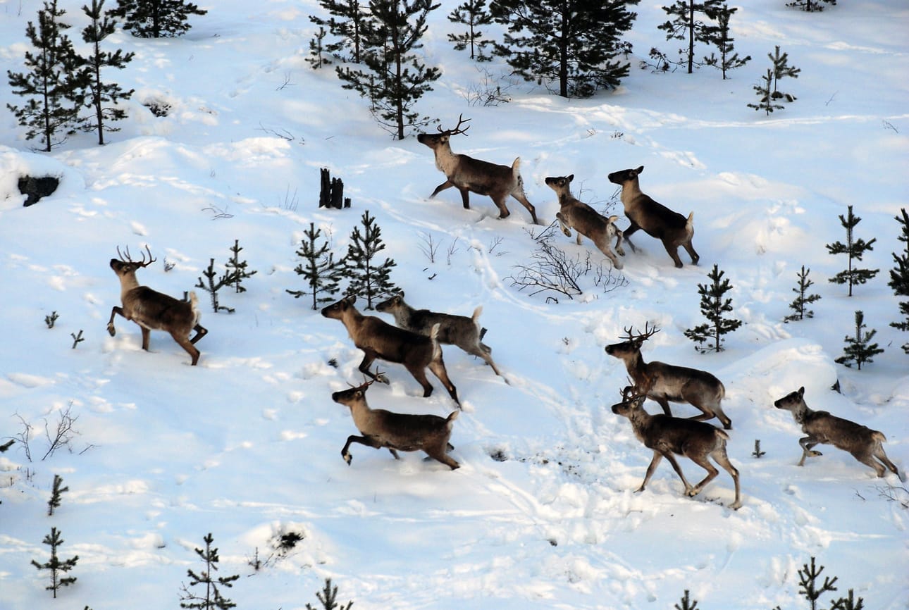 Talviaikaiset lentolaskennat ovat keino selvittää metsäpeurakannan suuruutta. Arkistokuva.