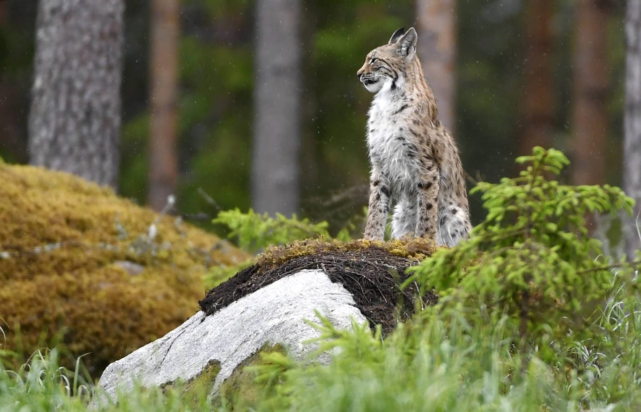 Suomessa on ennen metsästyskauden alkamista noin 2 400–2 600 yli vuoden ikäistä ilvestä, arvioi Luonnonvarakeskus aiemmin tänä vuonna. LEHTIKUVA / Jussi Nukari