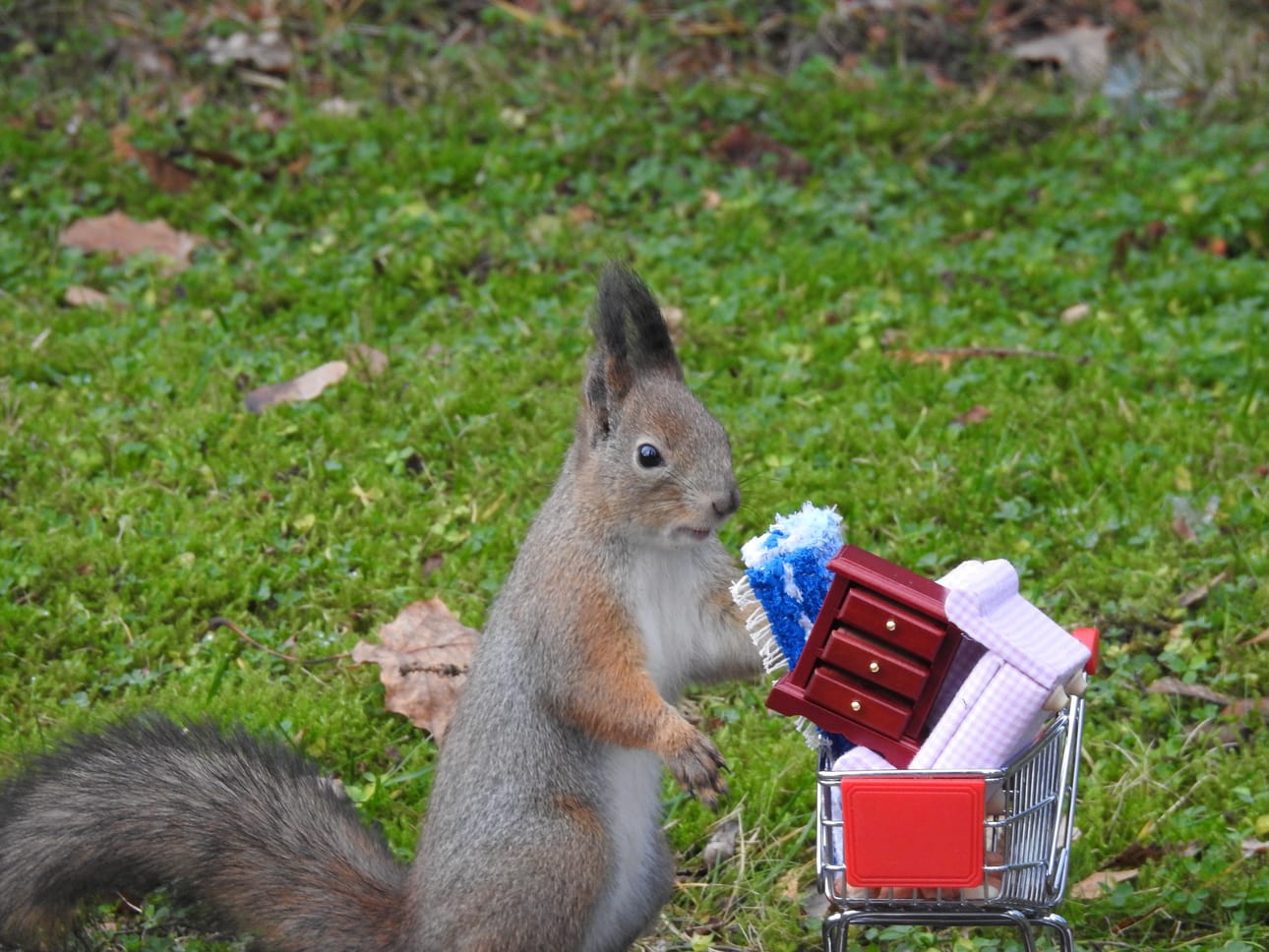 Toisinaan orava on kuvissa muuttopuuhissa.