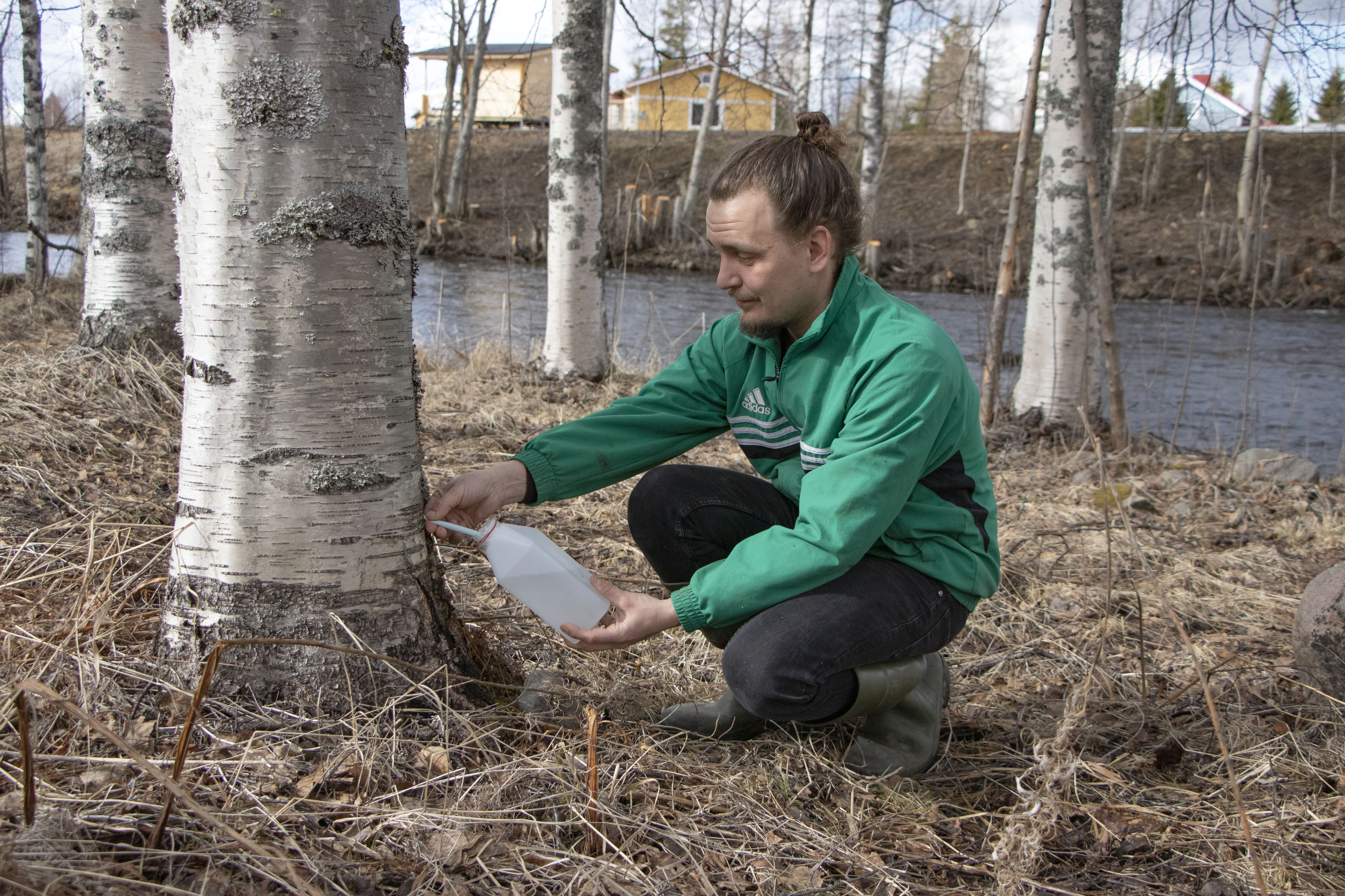 Mikko Hyvärinen aloitti mahlakauden jo huhtikuun puolivälin lämpiminä päivinä.