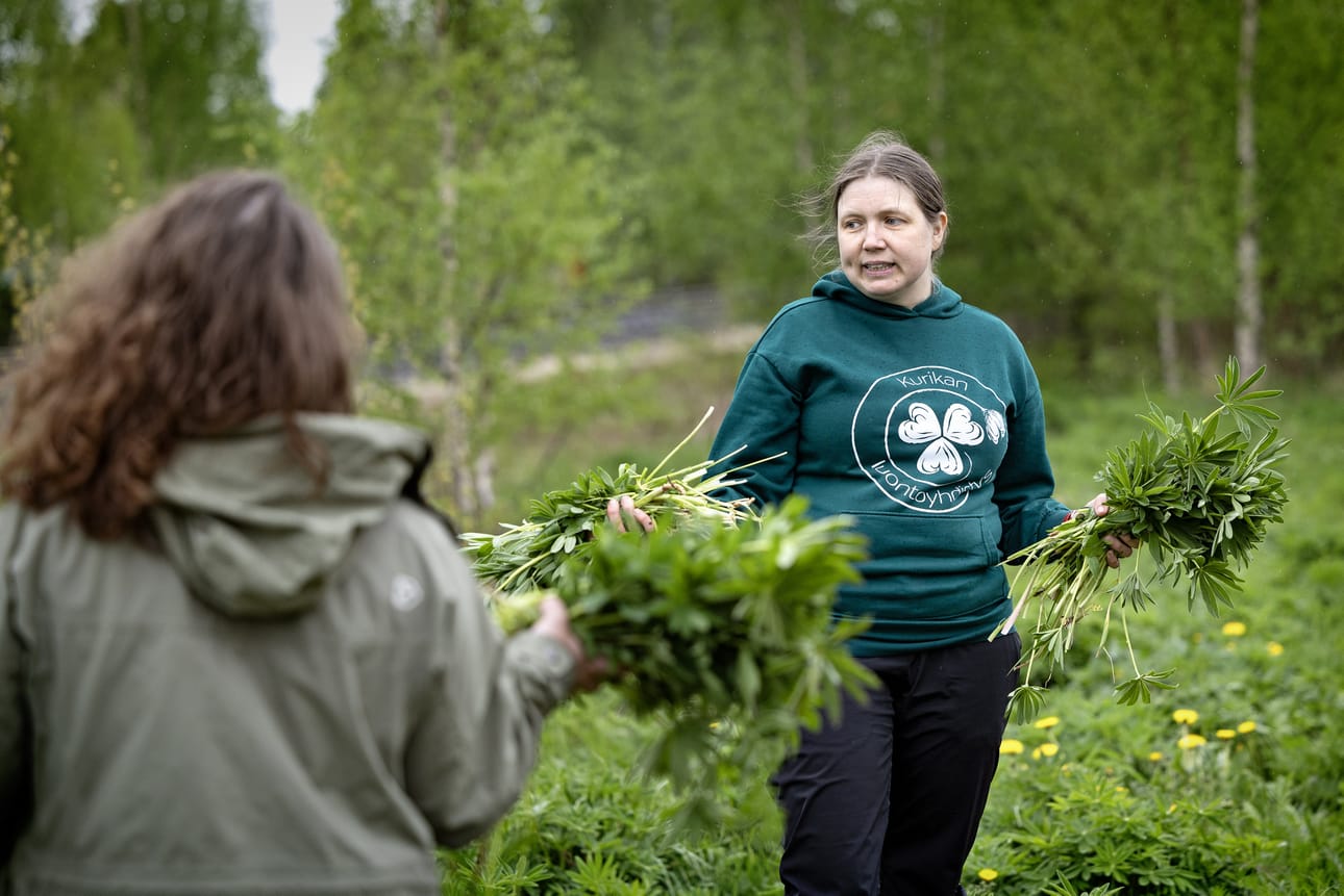 Luonnon monimuotoisuuden suojeleminen motivoi jurvalaista Saara Susiluomaa vieraslajikitkennän pariin. Lisäksi kitkeminen on hänestä hauskaa porukalla. Arkistokuva.