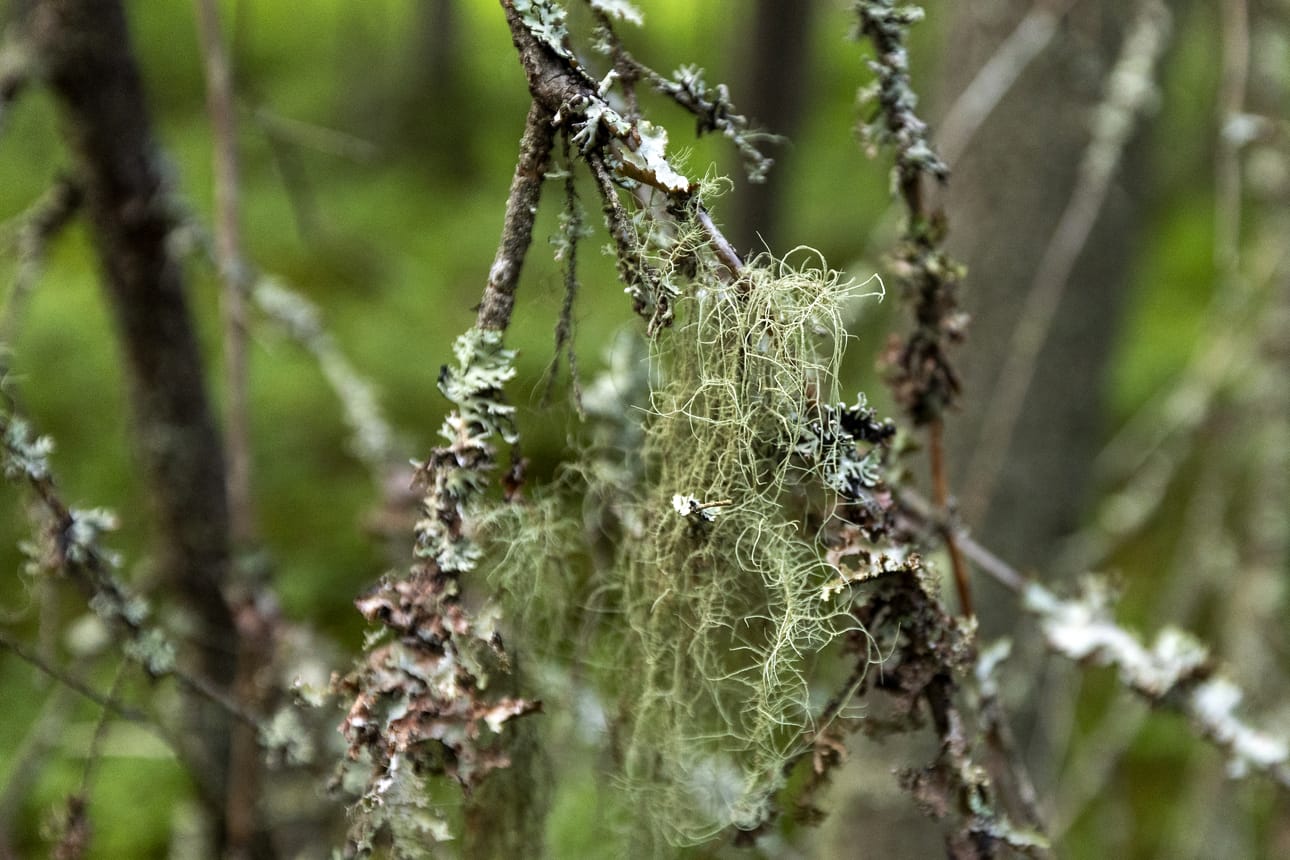 Metsä ympäröi tuvan, saunan ja muiden rakennusten muodostamaa pihapiiriä.