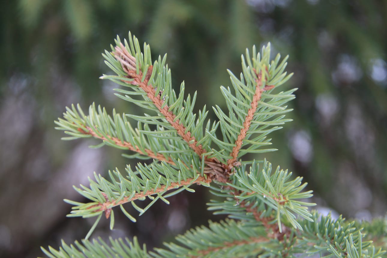 Metsäsalapoliisikerho alkoi puun iän pohtimisella.