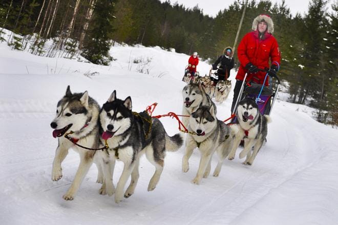 Hanna Tuppi saa pidellä reen ohjaksista kunnolla kiinni, kun koiravaljakko pistää parastaan möykkyisellä metsätiellä. Kuvat Virpi Kupiainen-Ämmälä