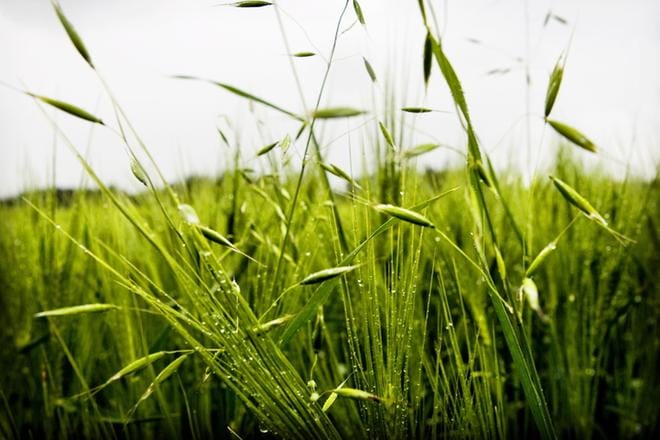 Kuva: Heidi Risto/arkisto