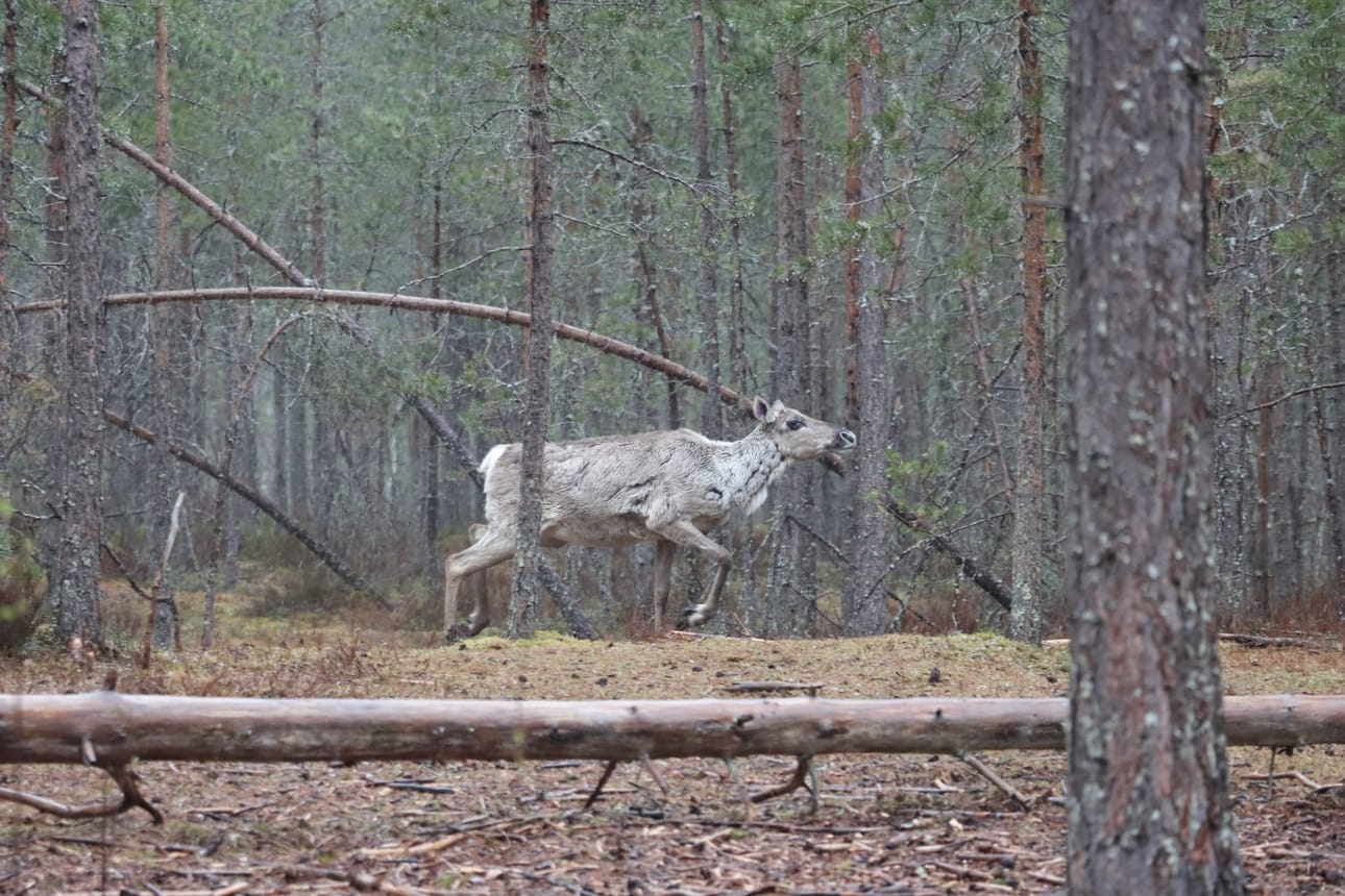 Lauhanvuoren kansallisupiston totutustarhassa juokseva metsäpeura kuuluu laumaan, joka eli aiemmin Ähtärin eläinpuistossa.