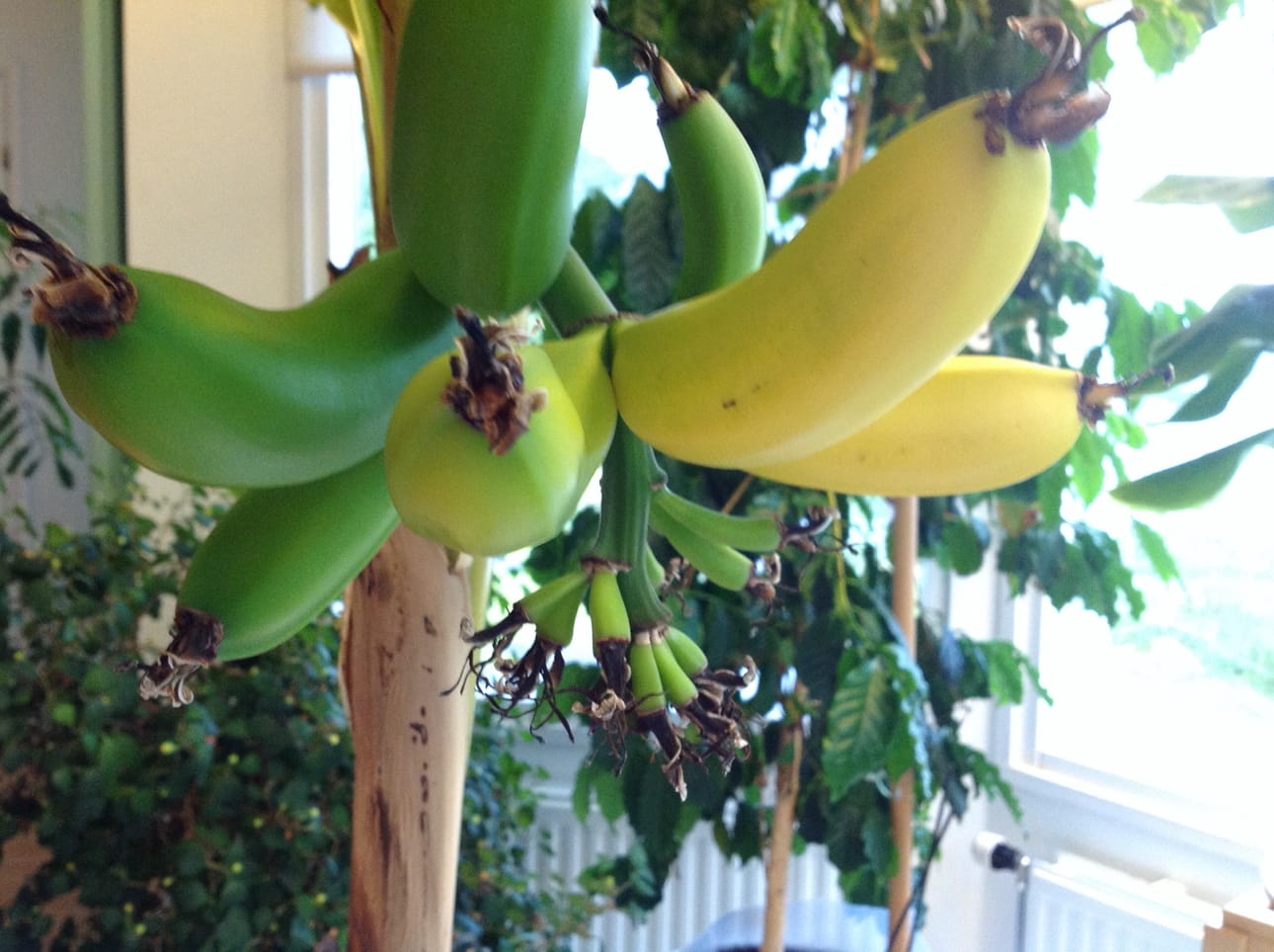 Banaanisadosta pääsee nauttimaan Kuusamonkin korkeudella.