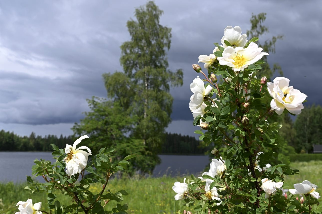 Ilmatieteen laitoksen mukaan helteitä ei ole odotettavissa juhannusaattona missään päin maata. LEHTIKUVA / Heikki Saukkomaa