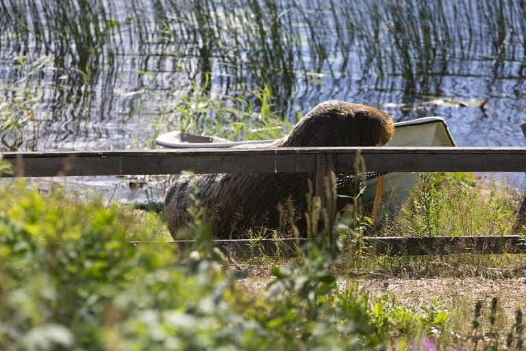 Eläinlääkäreiden koulutus ei varsinaisesti valmenna harvinaisten eläinten kohtaamisiin.