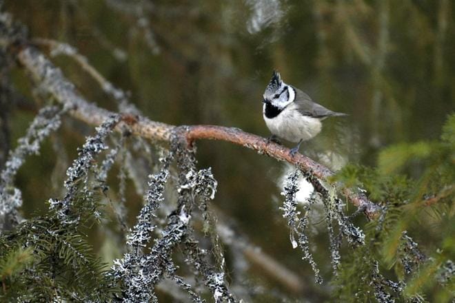 Töyhtötiainen pysyttelee kotimetsässään. Talviruokinnalle saapuvat töyhtötiaiset ovat usein lähimetsistä. Lähimetsän häviäminen saattaa lopettaa havainnot talviruokintapaikalta kokonaan. KUVA: PEKKA RAJALA