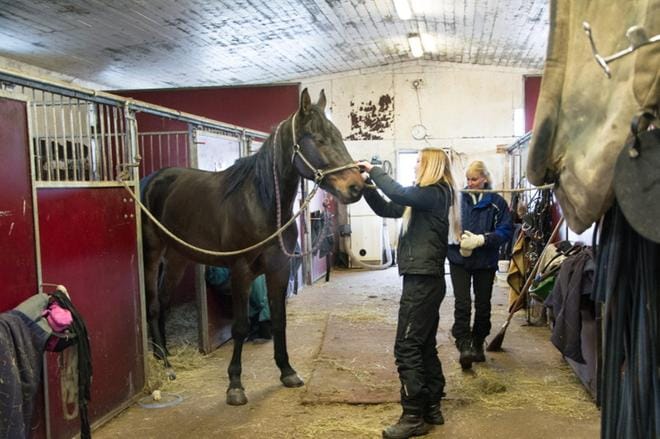 Sulo eli Moving on up on yksi Mäki-Mustapään tallin uusimmista hevosista. Henna Järvinen valjasti sen valmiiksi treeniä varten. KUVAT: KAROLIINA SYRJÄ