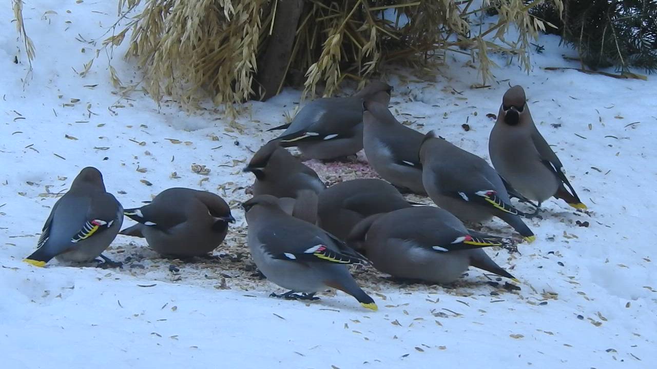 Marjat ja siemenet katosivat nälkäisiin suihin