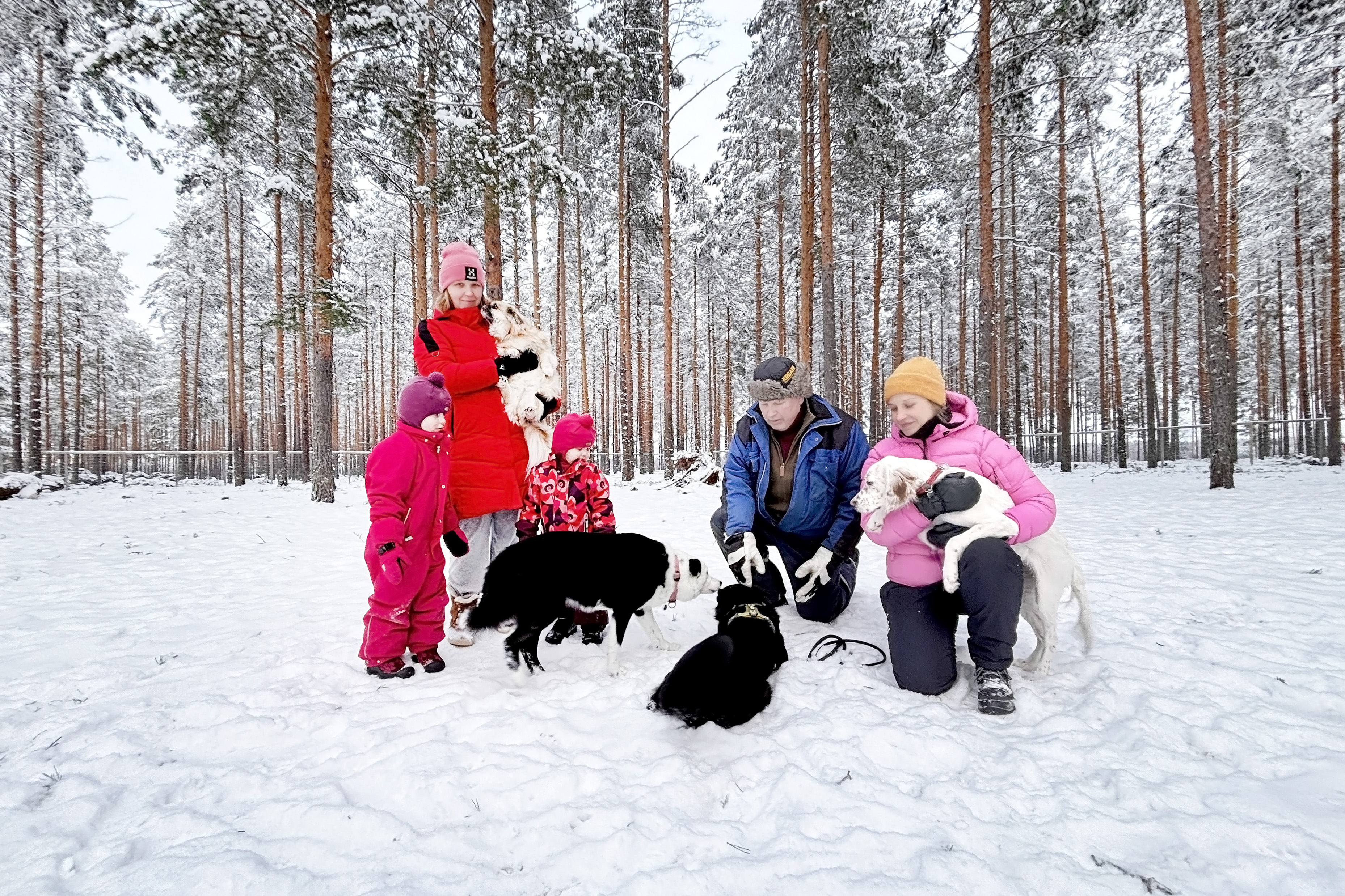 Koirapuisto kärsi myrskytuhoja Alajärvellä – susihavainnot lisäävät tarvetta turvalliselle ulkoilupaikalle