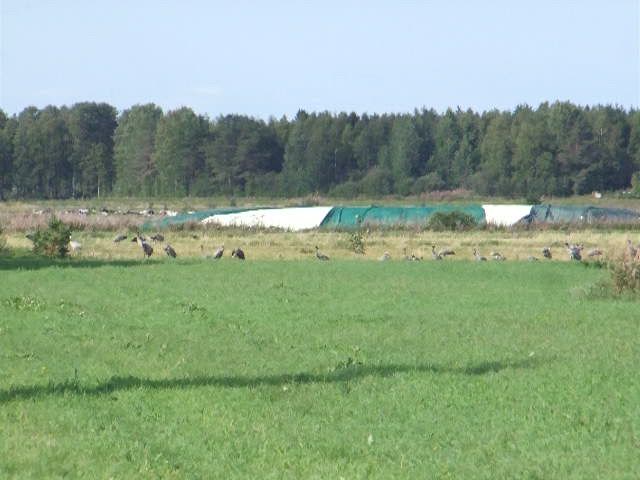 Kurjet kokoontuneet Matokorven lintutornin läheisyyteen
